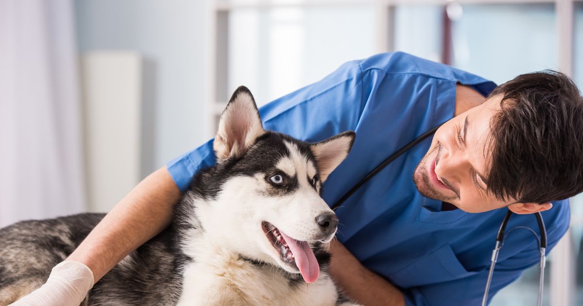 Veterinarian IT Support